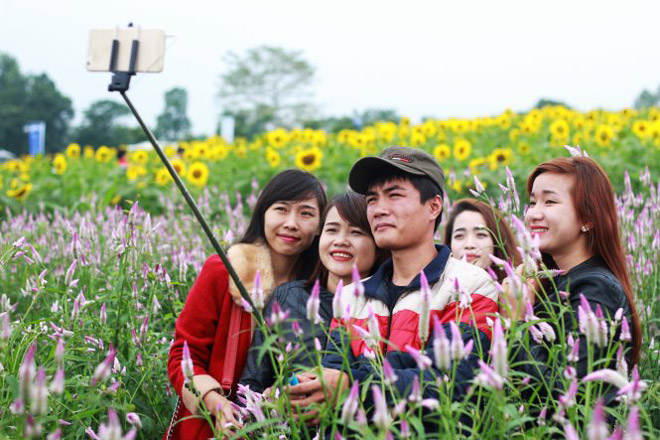 Rực rỡ cánh đồng hoa hướng dương ở Nghệ An