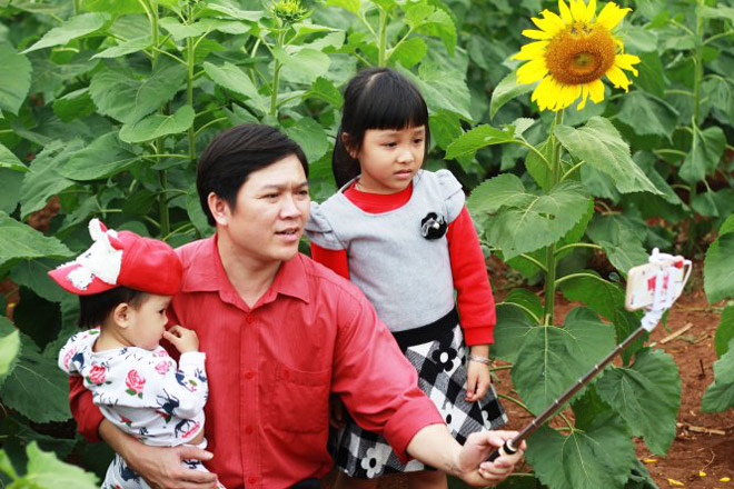 Rực rỡ cánh đồng hoa hướng dương ở Nghệ An
