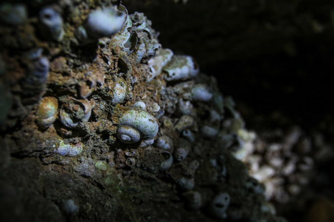 Những hình ảnh đầu tiên trong hai hang động mới ở Bái Tử Long