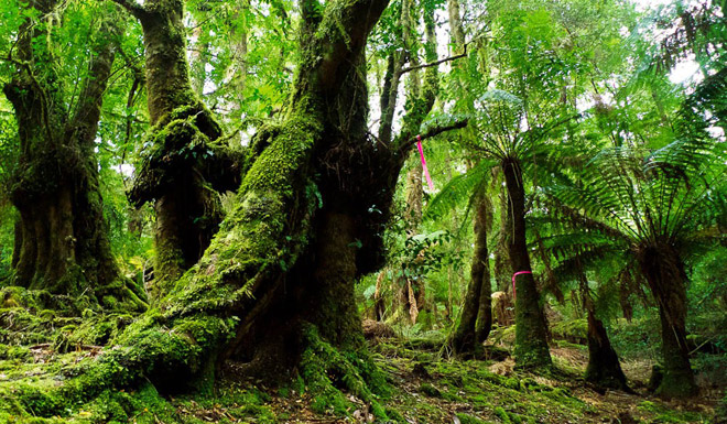 Những khu rừng cổ xưa nhất trái đất
