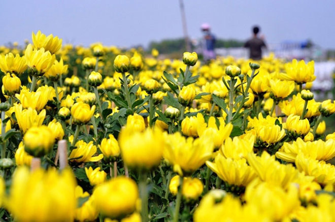 Cánh đồng hoa đẹp như tranh vẽ giữa Sài Gòn