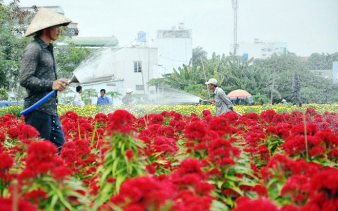 Cánh đồng hoa đẹp như tranh vẽ giữa Sài Gòn