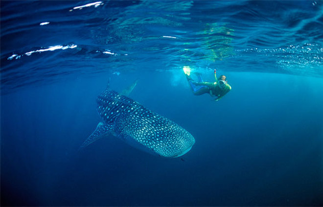 6 địa điểm bạn có thể lặn biển cùng cá mập voi