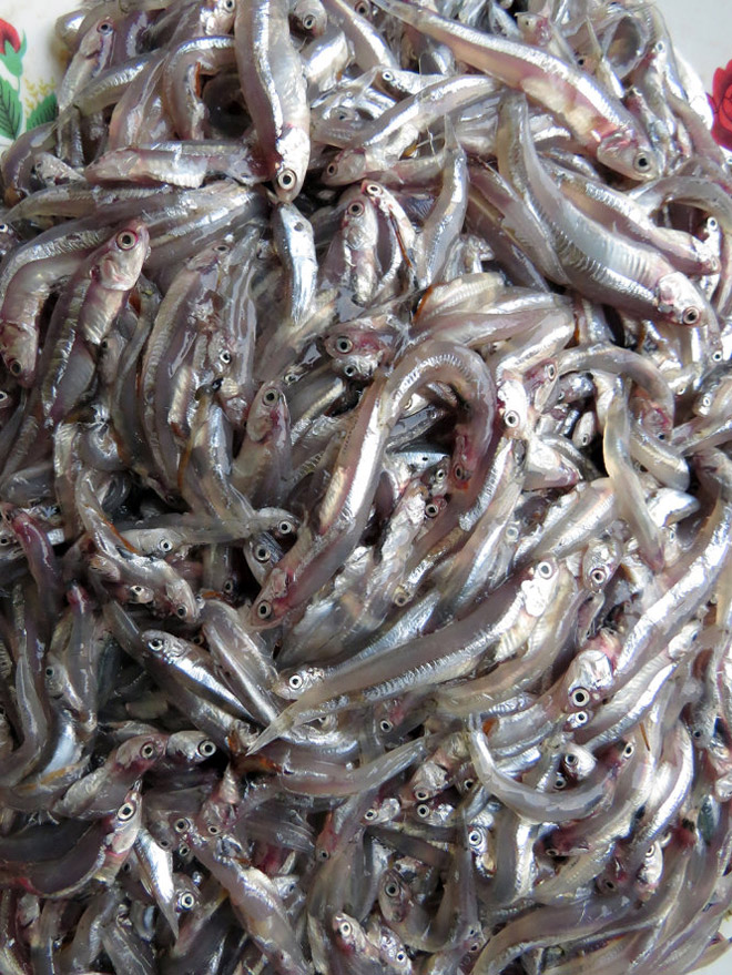 Về Mỹ Á ăn cá cơm