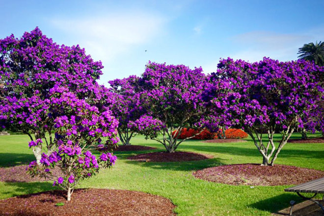 Sydney tháng 3, mùa thu tím màu tím hoa mua