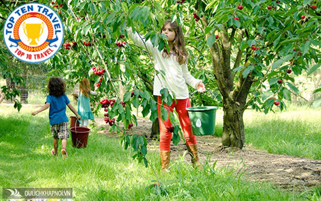Tour Nhật hái cherry tại vườn giá rẻ