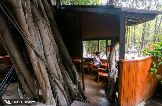 Độc đáo quán cà phê cheo leo trên cây cổ thụ ở Sài Gòn