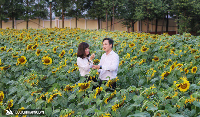 Giới trẻ thích thú "check in" tại vườn hoa hướng dương "gây sốt" ở Hà Nội