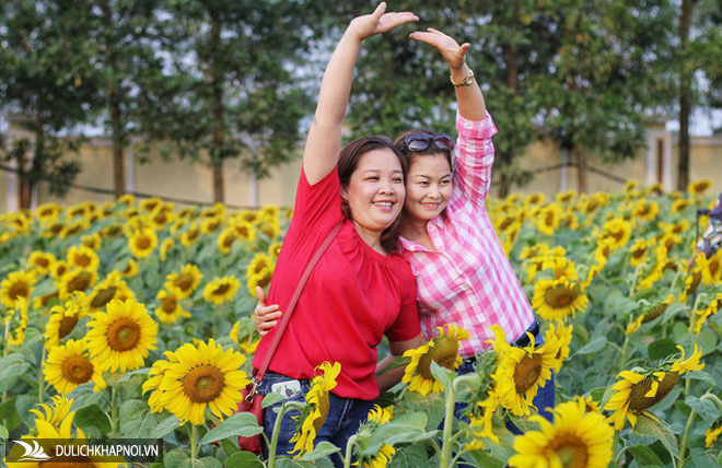 Giới trẻ thích thú "check in" tại vườn hoa hướng dương "gây sốt" ở Hà Nội