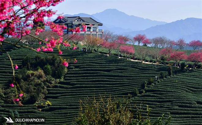 Hoa đào bừng nở hồng rực giữa đồi trà đẹp như tranh