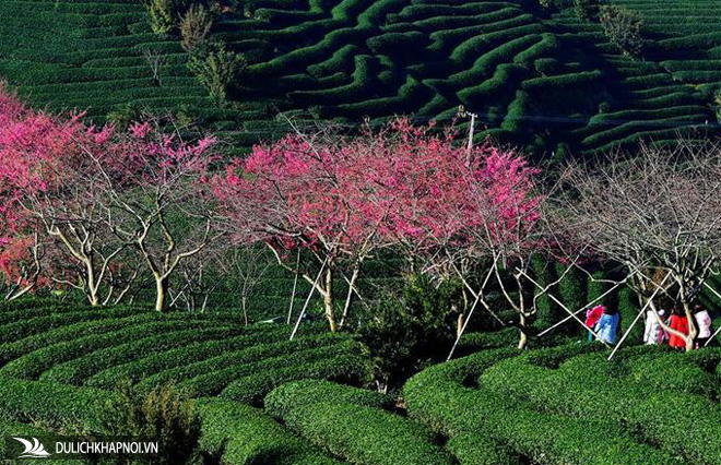 Hoa đào bừng nở hồng rực giữa đồi trà đẹp như tranh
