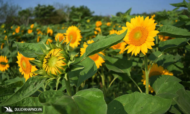 Check-in vườn hoa hướng dương nở rộ rực rỡ ở Đồng Nai