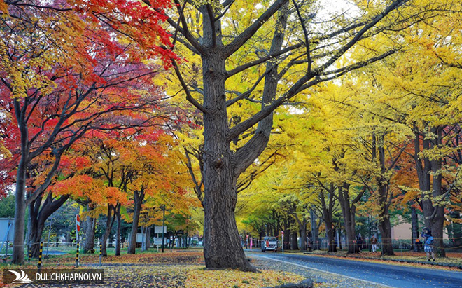 Hình ảnh mùa thu vàng tuyệt đẹp trên hòn đảo Hokkaido
