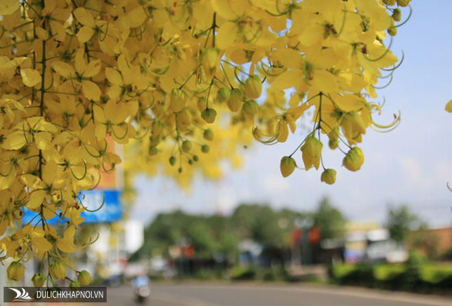 Thành phố trẻ nhất Tây Nguyên rực rỡ sắc vàng của hoa osaka