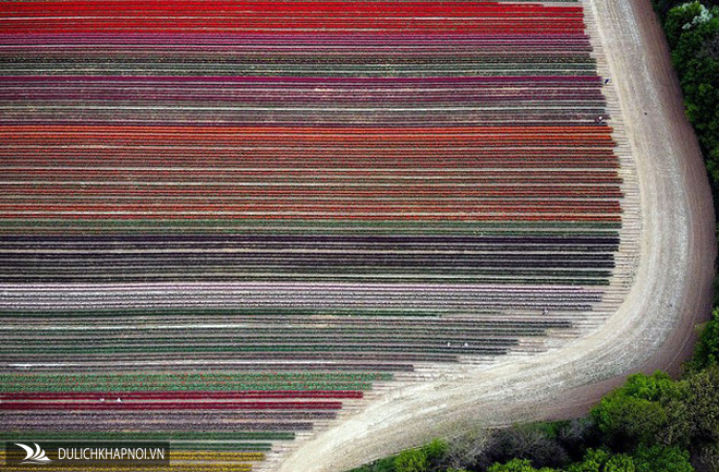 Mãn nhãn với cánh đồng hoa tulip rực rỡ sắc màu