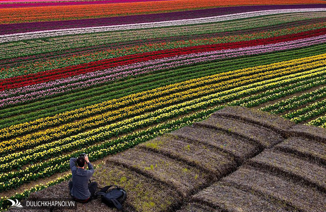 Mãn nhãn với cánh đồng hoa tulip rực rỡ sắc màu
