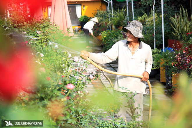 Say ngắm 'vườn hoa Đà Lạt' nở rộ bên sông Sài Gòn
