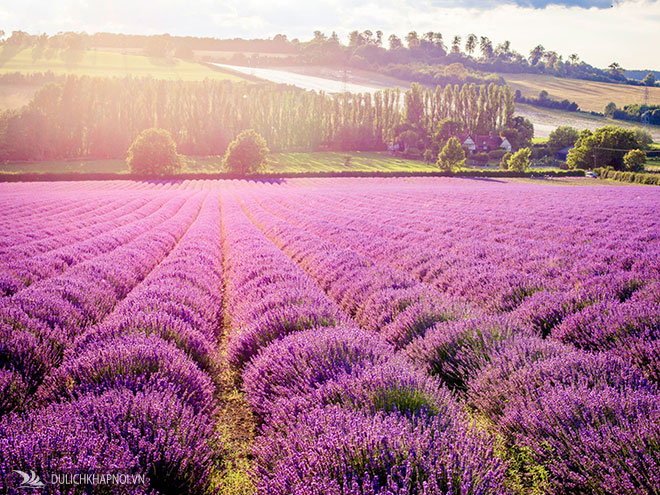 Tour Anh - Scotland khám phá mùa hoa lavender giá chỉ từ 49 triệu - Ảnh 5