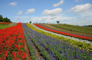 Chiêm ngưỡng vẻ đẹp 12 cánh đồng hoa đẹp nhất thế giới
