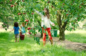 Tour Nhật hái cherry tại vườn giá rẻ