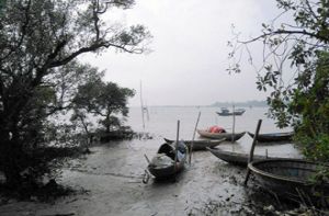 Khám phá rừng ngập mặn nguyên sinh Tam Giang