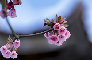 Vẻ đẹp của hoa đào chuông trên đỉnh Bà Nà