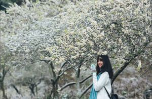 Cao nguyên Mộc Châu mùa hoa mận nở trắng xóa