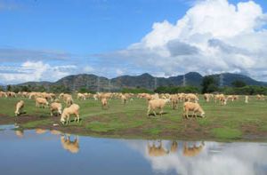 Cánh đồng cừu đẹp mê hồn ở Ninh Thuận