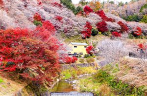 4 điểm dừng cho hành trình khám phá mùa thu Nhật Bản