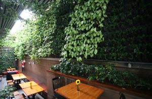 Quán cà phê với những mảng tường ngập lá xanh ở Sài Gòn