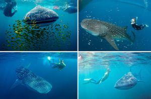 6 địa điểm bạn có thể lặn biển cùng cá mập voi
