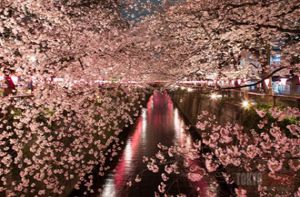 Những nơi ngắm hoa anh đào đẹp nhất Tokyo