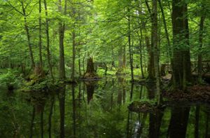 Khung cảnh ma mị trong khu rừng nguyên sinh cuối cùng ở châu Âu