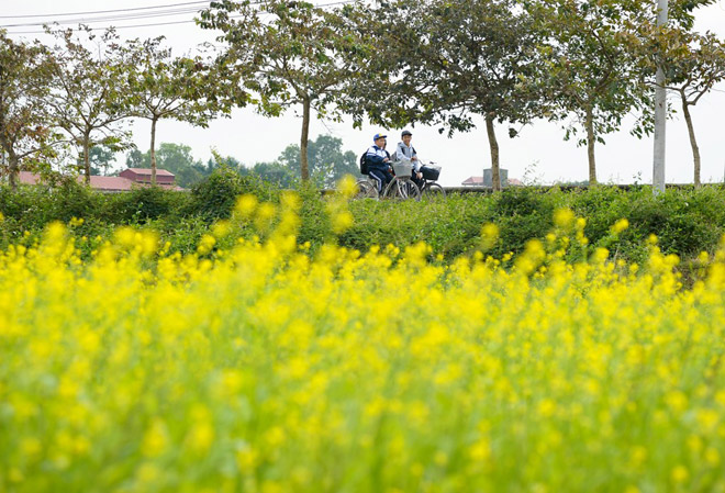 Đồng hoa cải nở rộ ở Hà Nội