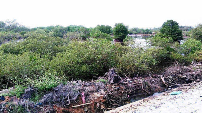 Khám phá rừng ngập mặn nguyên sinh Tam Giang