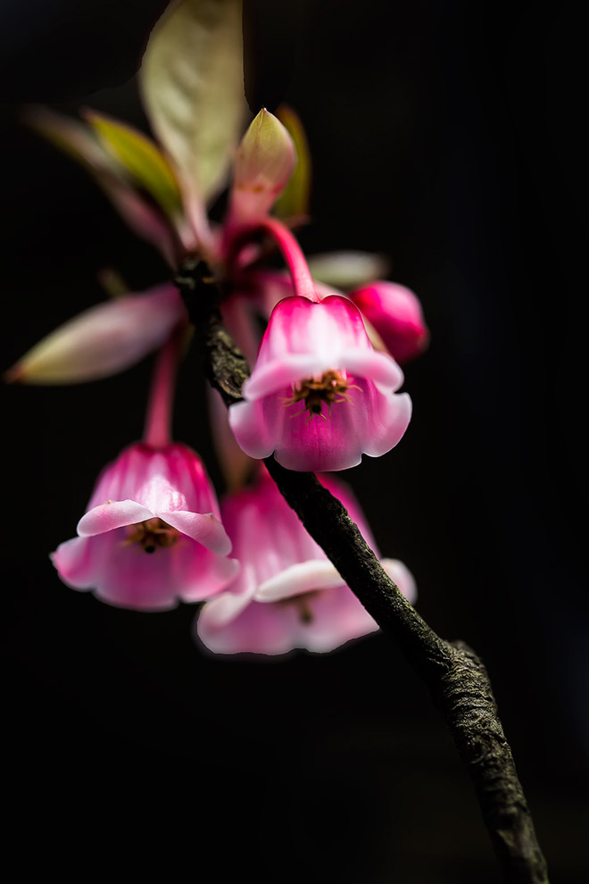Vẻ đẹp của hoa đào chuông trên đỉnh Bà Nà