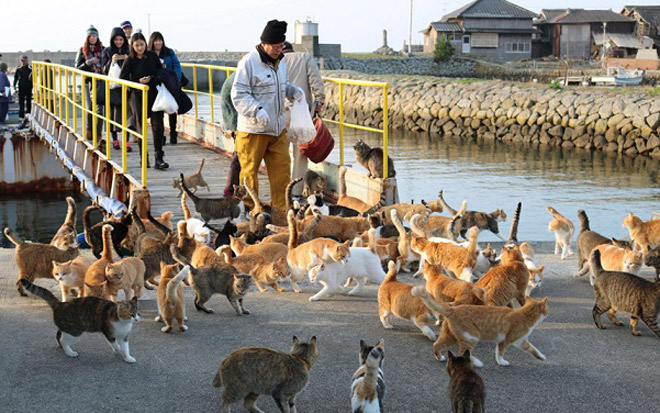 Thăm nơi mèo đông gấp 6 lần người ở Nhật Bản