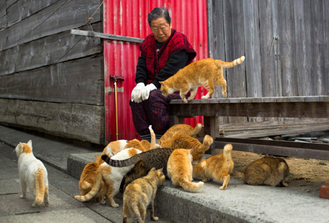 Thăm nơi mèo đông gấp 6 lần người ở Nhật Bản