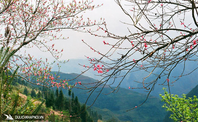 Ngắm hoa đào nở muộn tuyệt đẹp trên cao nguyên đá Đồng Văn