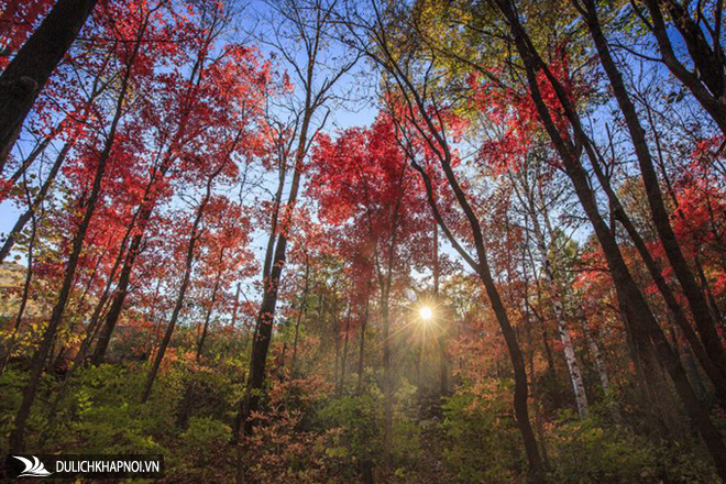5 khu rừng lá vàng, đỏ nổi tiếng ở Trung Quốc