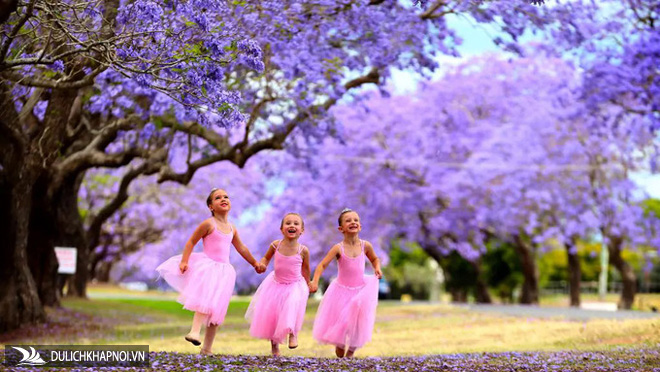 Mùa hoa phượng tím ở Australia