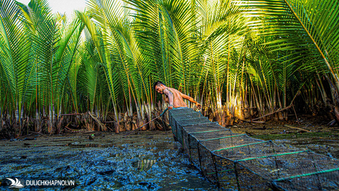 Rừng dừa nước nằm ngay bờ biển Mỹ Khê
