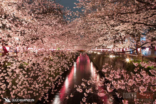 Những nơi ngắm hoa anh đào đẹp nhất Tokyo