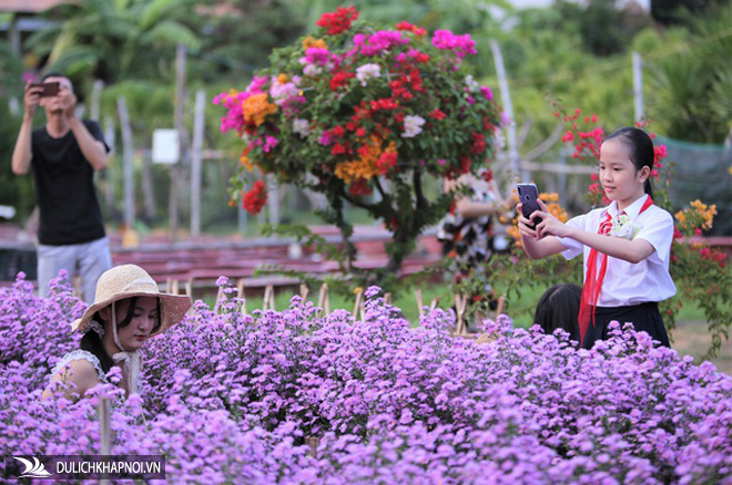 Náo nức "check in" vườn hoa thạch thảo tím "lịm tim" ở Đà Nẵng