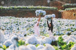 Giới trẻ ùn ùn check-in vườn cẩm tú cầu đẹp ngất ngây ở Đà Lạt