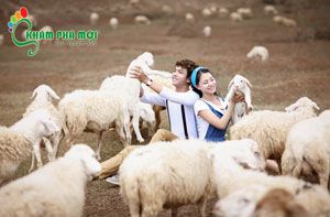 Đến Vũng Tàu trải nghiệm Nông trại Cừu, vườn rau