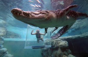 Bơi trong bể cùng cá sấu, bạn dám không?