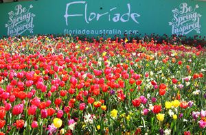Tour Úc với lễ hội hoa Floriade, giá 28,9 triệu
