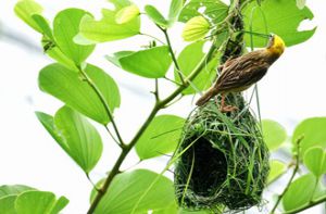 Góc ảnh lữ hành: Kiệt tác xây tổ của chim dòng dọc