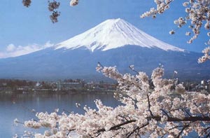 Đến Nhật Bản thưởng thức hoa anh đào